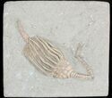Macrocrinus Crinoid With Anal Tube - Indiana #48398-2